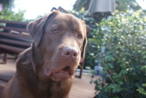 IMG_4387